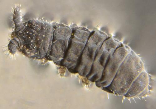 Hypogastrura sp.